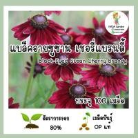 ราคา เมล็ดพันธุ์ แบล็คอายซูซาน เชอรี่แบรนดี้ (Black-Eyed Susan Cherry Brandy) บรรจุ 100 เมล็ด อัตราการงอกสูง สายพันธุ์แท้ (18389271784)