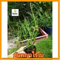 ราคา ต้นพญา​ไร้​ใบ​ พญา​ไร้​ใบ​ ไม้ฟอก​อากาศ​ ขนาด​ถุง​ชำ​ 3​ นิ้ว​ (20374869261)