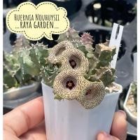 ราคา เก๋งจีน Huernia Nouhuysii แคคตัส กระบองเพชร ไม้อวบน้ำ (22187185500)