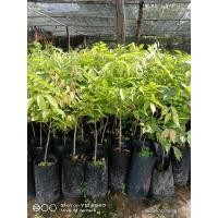 ราคา ต้นกำลังเสือโคร่งสุดยอดสมุนไพรขายเป็นชุด 3 ถุง 150บาท (12631547889)