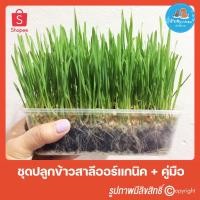 ราคา ☘️ชุดปลูกต้นข้าวสาลีอ่อนออร์แกนิค สำหรับสุนัข แมว กระต่าย และสัตว์เลี้ยง มีแบบครบชุด และ แยกเมล็ดข้าวสาลี ค่ะ (10412779)