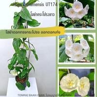 ราคา โฮย่ากระโปรงขาว Hoya Danumensis UT174 ดอกฟอร์มใหญ่ ต้นไม้แขวนประดับ ส่งต้นติดดอก (15162663919)