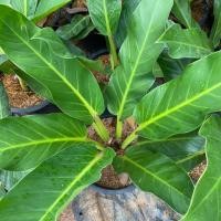 ราคา ต้นเศรษฐีรวยทรัพย์หรือต้นเศรษฐีมีทรัพย์ Philodendron sp. ‘Setthimisap’ #ไม้มงคล กระถาง 11 นิ้ว (5741448625)