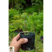 ราคา เพรมน่าไต้หวันบอนไซ (Premna taiwanensis) ต้นเล็ก (40662850714)