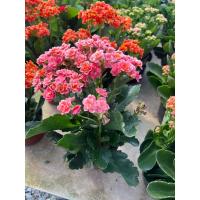 ราคา กุหลาบหินดอกซ้อน #kalanchoeblossfeldiana #กุหลาบหิน ไม้ดอกอายุหลายปี #กุหลาบหินเป็นพืชที่ปลูกง่ายทนทาน (19584040095)