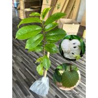 ราคา ต้นทุเรียนเทศหรือทุเรียนน้ำ (จัดชุด2ต้น) (43623547990)