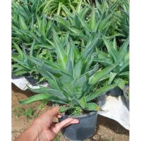 ราคา อากาเว่ Agave อากาเว่ ปากนกแก้ว เขียว เขียวขอบเหลือง (24568120802)