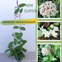 ราคา โฮย่าเต่า Hoya Elliptica ไม้แขวนประดับ ออกดอกตลอดทั้งปี ส่งต้นติดดอก แถมลวดแขวน (13384500529)