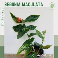 ราคา บีโกเนียลายจุด | บีโกเนียมาคูลาต้า ดอกสีส้ม | begonia maculata | begonia polka dot (22324150849)