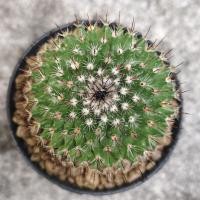 ราคา แมม Mammillaria Perbella นกฮูกหนามดำ แคคตัส กระบองเพชร cactus&succulent #cactus ราคา 38บาท กระถาง3นิ้ว (20586111105)