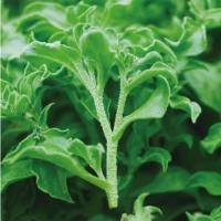 ราคา เมล็ดไอซ์แพลนท์350เมล็ด เมล็ดผักเกล็ดหิมะ Ice plant / Crystalline Iceplant (45905318696)