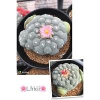 ราคา เมล็ด Lophophora Fricii x Fricii Oibo (12231223105)