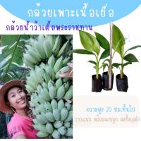 ราคา กล้วยน้ำว้าเตี้ยพันธุ์พระราชทาน กล้วยน้ำว้าพระเทพ เครือใหญ่ ต้นเตี้ย (18568132200)