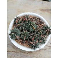 ราคา ยิมโนด่าง กระบองเพชร แคคตัส cactus (5420634481)