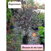 ราคา ต้นหูกระจงแดง หูกระจงแดง (28928672747)