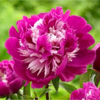 ราคา 5 เมล็ด โบตั๋น ดอกพีโอนี ดอกโบตั๋น ดอกพีโอนี ดอกพีโอนี Peony สีชมพู Celebrity (8875626342)