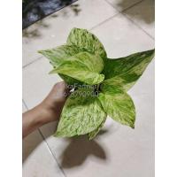 ราคา พลูราชินีหินอ่อน (Marble Queen) (9661136503)