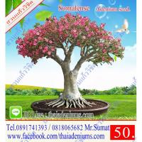 ราคา เมล็ดชวนชม สายพันธุ์ยักษ์ญี่ปุ่น 1 ซองบรรจุ 10 เมล็ด (3006087765)