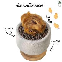 ราคา ว่านลูกไก่ทอง ว่านไก่ทอง ตระกูลเฟิร์น ว่าน ไม้มงคล ต้นไม้ให้โชค นำโชค ในด้านของความเชื่อนั้นถือว่าว่านลูกไก่ทองเป็นว่าน (22674595288)