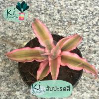 ราคา ต้นสับปะรดสี ต้นไม้มงคล ต้นไม้จิ๋ว (14951820130)