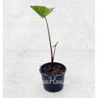ราคา บอนคอฟฟี่คัพ บอนใบถ้วย กระดาษดำใบถ้วย (Colocasia coffee cup) กระถาง 6 นิ้ว (14454844942)
