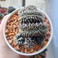 ราคา ยิมโนคริส ทรงมังกร 3 หัวไซด์ใหญ่มาก Gymnocalycium Cristata) (23606420547)