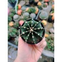 ราคา รสายพันธุ์ยิมโนคาไลเซียม (Gymnocalycium) (49205418276)