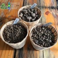ราคา หินภูเขาไฟ 450กรัม วัสดุผสมปลูก (11225817777)