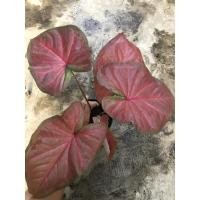 ราคา บอนสี จอมทัพ ในกระถาง 4” (7893006136)