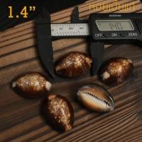 ราคา เปลือกหอยเบี้ย หอยเบี้ยแก้ หอยเบี้ยหัวงู Monetaria caputserpentis ขนาด 1.4" นิ้ว (19551236216)