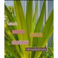 ราคา ต้นพันธุ์พลับพลึงดอกขาวหว้านโบราณหายากเพาะในถุงชำพร้อมปลูก (43267586043)