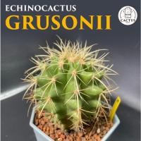 ราคา Echinocactus grusonii ถังทอง ไม้เมล็ด กระถาง 4-5 นิ้ว (22064320948)