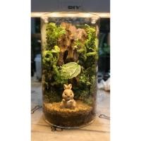 ราคา สวนขวดแก้ว ต้นไม้ชื้น โหลขวดแก้วจิ๋ว (49456581788)