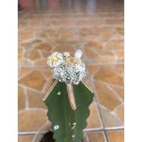 ราคา แคคตัส แอสโตรซุปเปอร์สโนว์ #01(Astrophytum supersnow cactus) (5394588080)