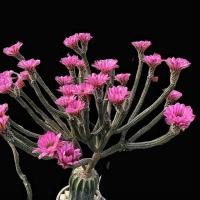 ราคา [ถูกที่สุด]แคคตัสดอกสวยECHINOCEREUS POCELGER กระบองเพชร ไม้อวบน้ำ ถังทองเรนโบว์ไม้แต่งสวนไม้ด่างบอนสีบอนไซต้นกุหลาบ (40409144409)