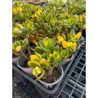 ราคา คลาสซูล่าด่าง (ต้นดูดเงินดูดทอง) ต้นคลาสซูล่า ( Crassula Ovata หรือ Jade Plant ) ต้นไม้สวรรค์ หรือ ต้นใบเงิน (25913053942)