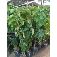 ราคา ต้นอะโวคาโดบูท7กิ่งทาบสินค้าคัดพิเศษพร้อมส่ง (42215377425)