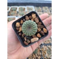 ราคา frailea cataphracta ขนาด 3 cm (ส่งทั้งกระถาง) (เฟเรียแคคตัส cactus กระบองเพชร) (21185068229)