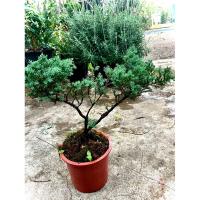 ราคา ต้น สน Sargentii จูนิเปอร์ชิปากุ Juniperus Chinensis Var. Sargentii / Ibuki / Byaku Shin สนจีน สนเลื้อย นิยมนำมาทำบอนไซ (27581298919)