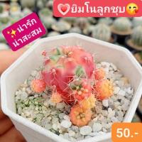 ราคา ยิมโนลูกชุบ สีหวานเหมือนลูกอม สีนี้หายาก ของมันต้องมี (23616894947)