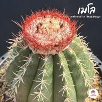 ราคา เมโลแคคตัส Melocactus Broadwayi แคคตัส กระบองเพชร cactus&succulent (53454006681)