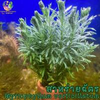 ราคา สาหร่ายฉัตร พร้อมกระถาง (myriophyllum verticillatum) (14354731897)