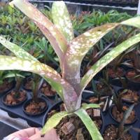 ราคา บิวฯเขียว # สับปะรดสี#bromeliad# ต้นไม้สวยงาม# ไม้ประดับ# ตกแต่งบ้าน#bromeliad# ไม้ประดับ# ไม้มงคล# ขายถูก (5312375476)