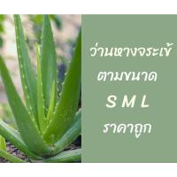 ราคา ต้นว่านหางจระเข้ ราคาถูก เปลือยราก (17870202177)