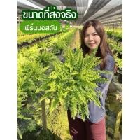ราคา [SP GARDEN] เฟิร์นบอสตัน ขนาดกระถาง 11 นิ้ว (40369254276)