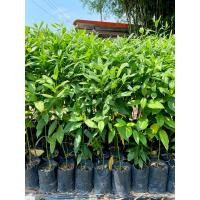 ราคา ต้นกันเกราสูง40-70ซม.สั่งขั้นต่ำ3ต้นคละต้นอื่นได้ (26581542083)