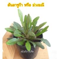 ราคา ต้นแผ่บารมี หรืออาซูก้า หรือ ม่วงมณี ต้นไม้จิว กระถาง 3 นิ้ว (6519233938)