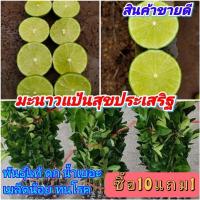 ราคา ต้นมะนาวแป้นสุขประเสริฐ ดกน้ำดี กลิ่นหอม ทนโรคดี มี0-2เมล็ด (29407607694)