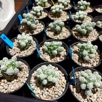 ราคา กระบองเพชร แมมตุ๊กตาญี่ปุ่น มีหน่อรอบ (Mammillaria gracilis) cuctus (7280302586)