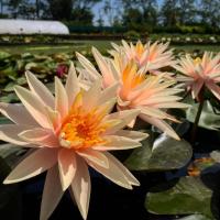 ราคา 5 เมล็ด ดอกบัว บัวนอก บัวฝรั่ง เมล็ดดอกบัว Lotus Seeds สายพันธุ์ สตาร์ไบรท์ (43930050098)
